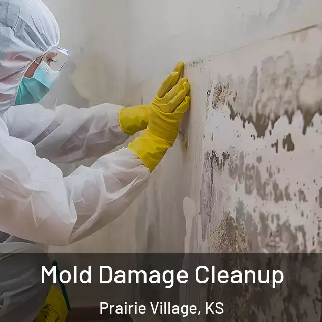  Mold Damage Cleanup Prairie Village, KS