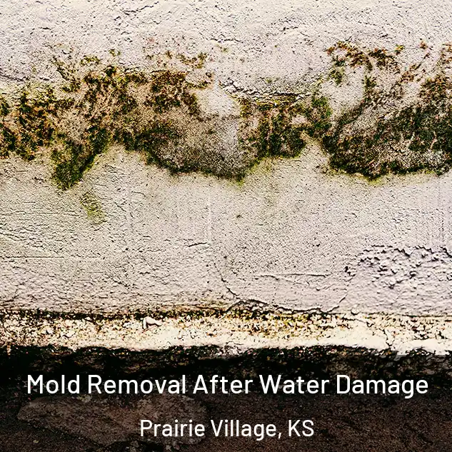  Mold Removal After Water Damage Prairie Village, KS